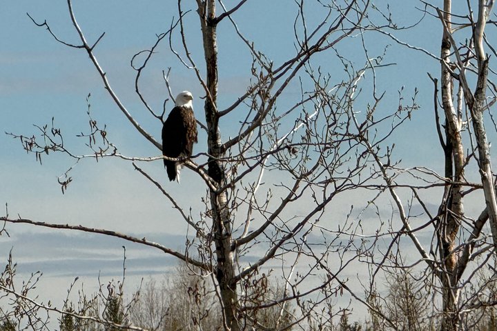 Guided Fishing Adventure On The Chena River By Boat