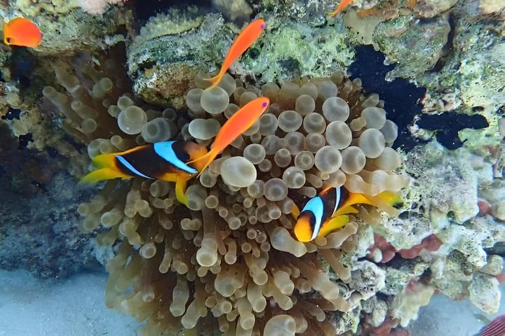 Sharm El Luli and El Qulaan Tour from Marsa Alam