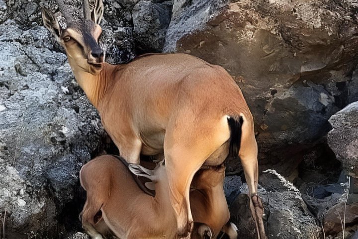 Sharm El Luli and El Qulaan Tour from Marsa Alam