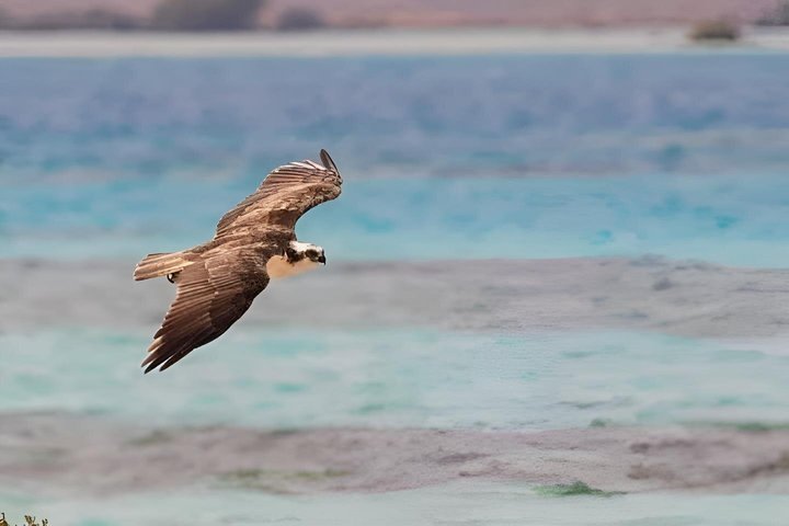 Sharm El Luli and El Qulaan Tour from Marsa Alam
