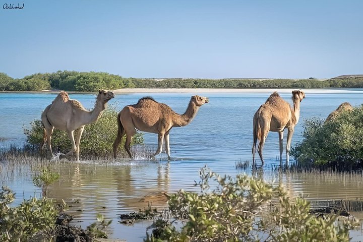 Sharm El Luli and El Qulaan Tour from Marsa Alam