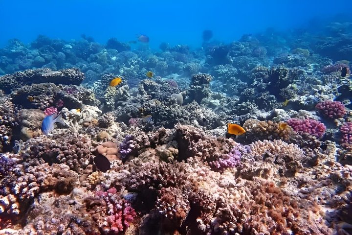 Sharm El Luli and El Qulaan Tour from Marsa Alam