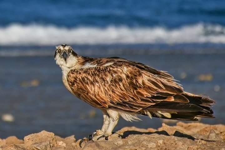 Sharm El Luli and El Qulaan Tour from Marsa Alam