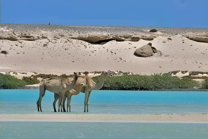 Sharm El Luli and El Qulaan Tour from Marsa Alam