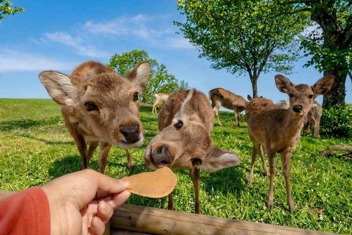 From Kyoto / Osaka: Kyoto Must-see Spots & Nara Park One Day Tour