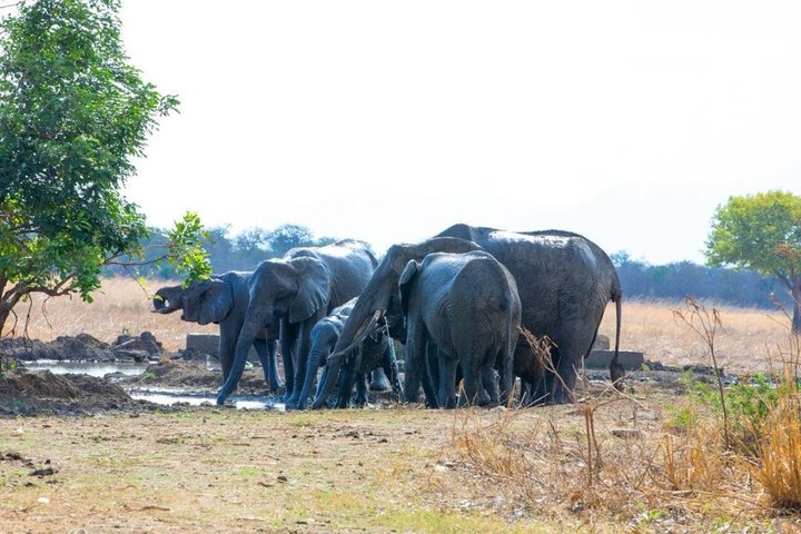 4 Day Tanzania Big Five Wildlife Safari Adventure