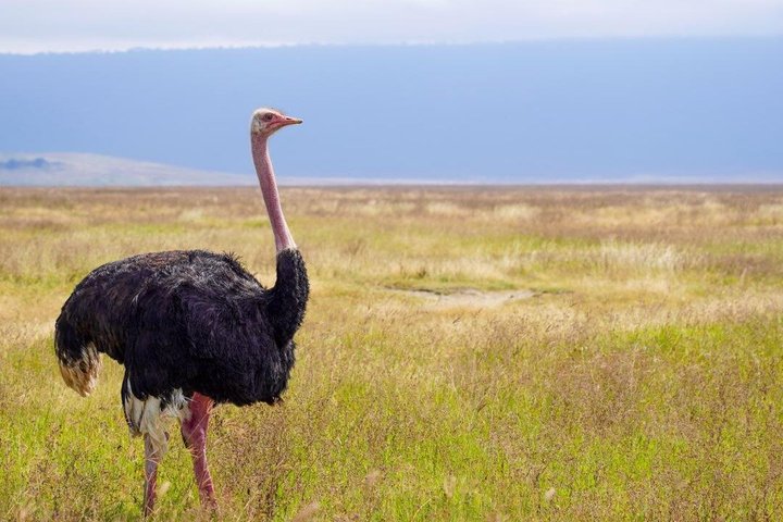 4 Day Tanzania Big Five Wildlife Safari Adventure