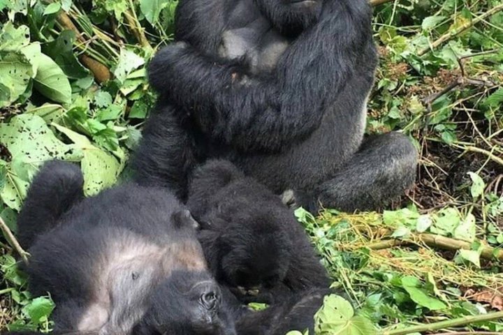 1 Day Rwanda Gorilla Trekking Tour In The Volcanoes National Park