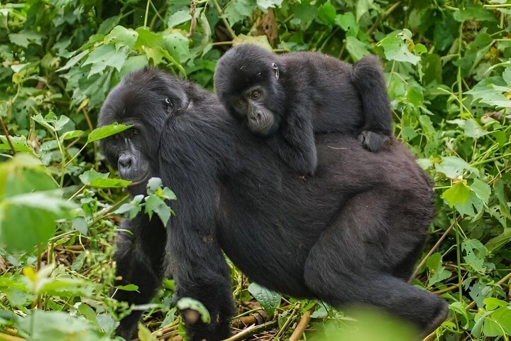 1 Day Rwanda Gorilla Trekking Tour In The Volcanoes National Park