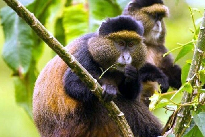 1 Day Rwanda Gorilla Trekking Tour In The Volcanoes National Park