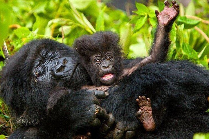 1 Day Rwanda Gorilla Trekking Tour In The Volcanoes National Park