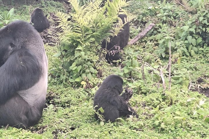 1 Day Rwanda Gorilla Trekking Tour In The Volcanoes National Park