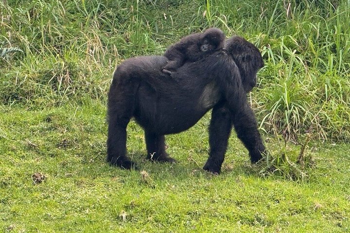 1 Day Rwanda Gorilla Trekking Tour In The Volcanoes National Park