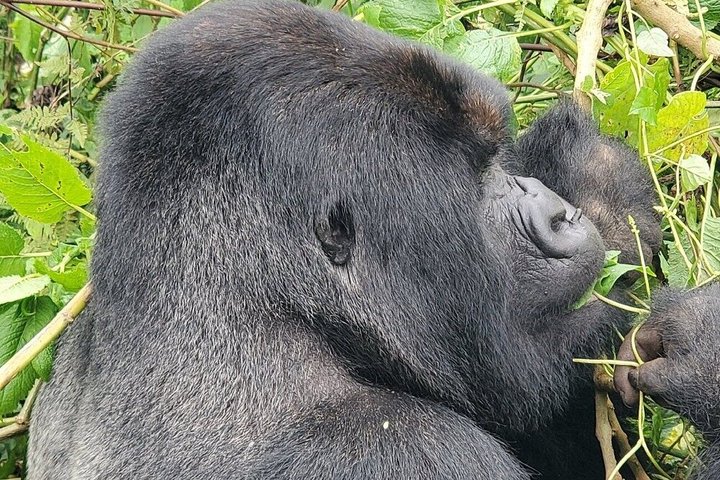 1 Day Rwanda Gorilla Trekking Tour In The Volcanoes National Park
