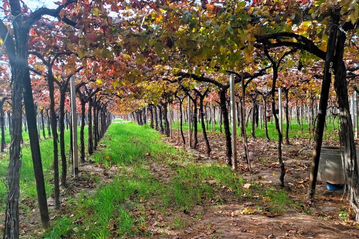 Excursión de 3 bodegas y 1 olivícola con degustación