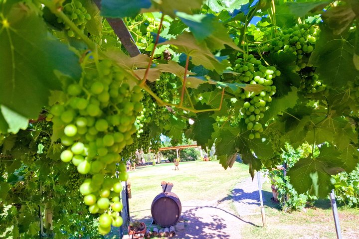 Excursión de 3 bodegas y 1 olivícola con degustación