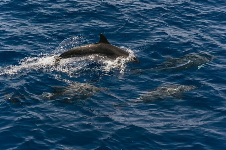 Dolphin and Whale Cruise in Puerto Rico, Gran Canaria