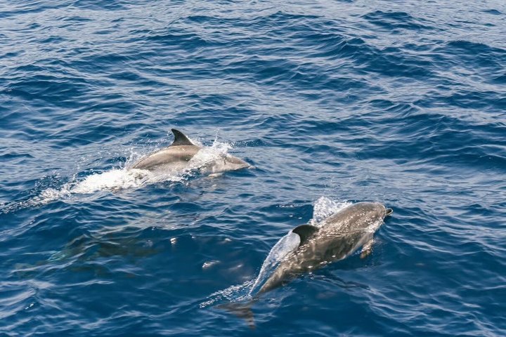 Dolphin and Whale Cruise in Puerto Rico, Gran Canaria
