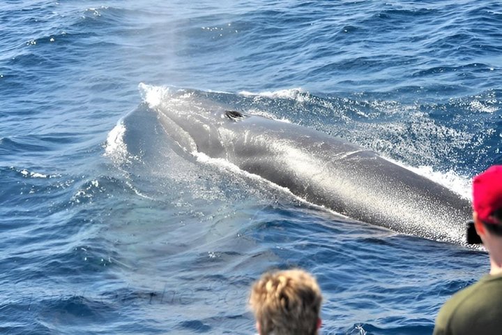 Dolphin and Whale Cruise in Puerto Rico, Gran Canaria
