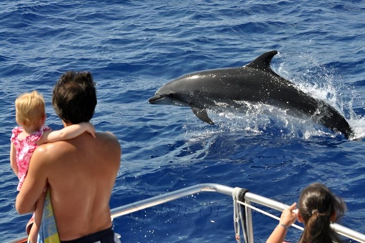 Dolphin and Whale Cruise in Puerto Rico, Gran Canaria