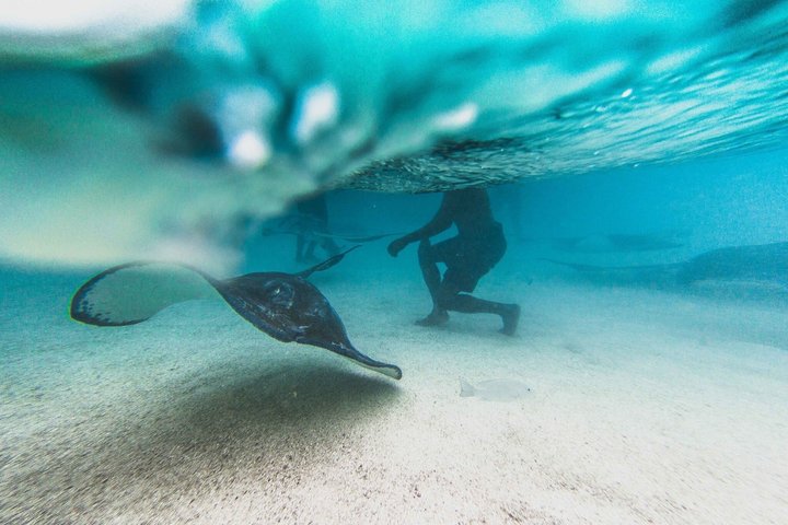 Antigua Stingray Experience with Hotel Pickup & Local Guide