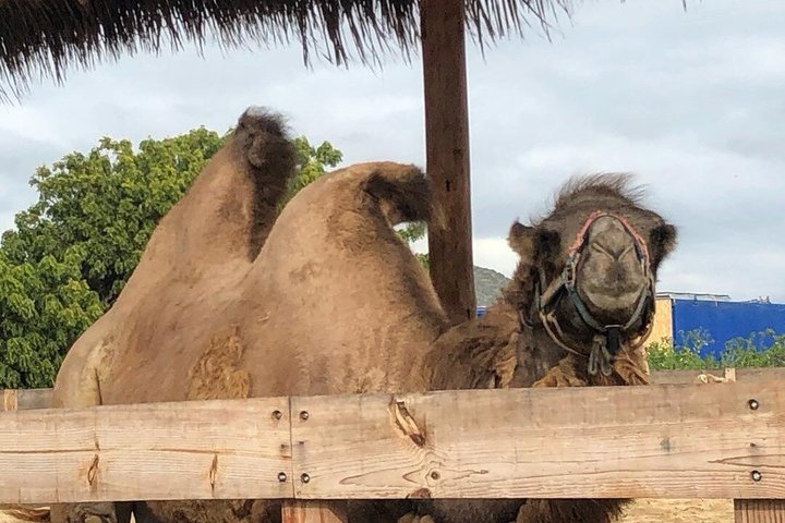 NEW!! Camel Ride and UTV Combo with Tequila Tasting Los Cabos