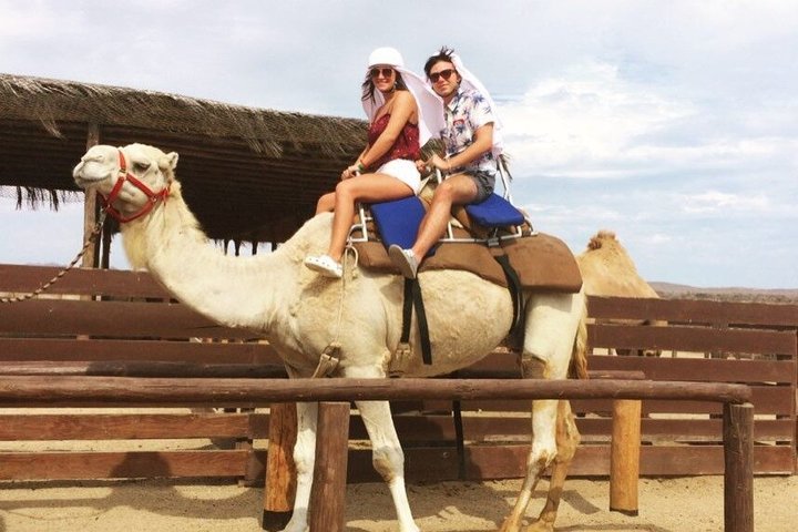 NEW!! Camel Ride and UTV Combo with Tequila Tasting Los Cabos