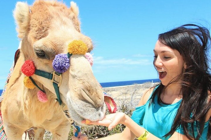 NEW!! Camel Ride and UTV Combo with Tequila Tasting Los Cabos
