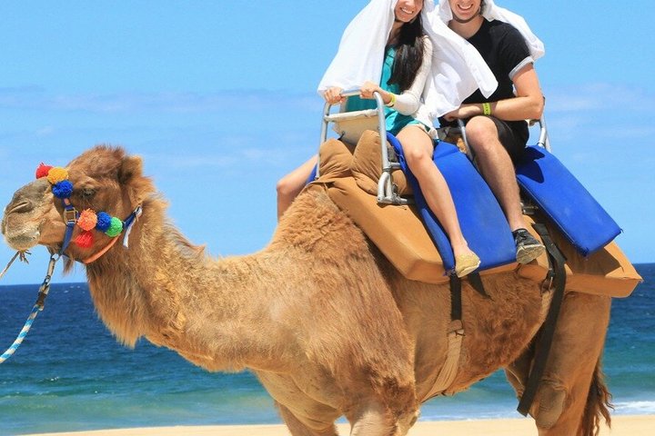 NEW!! Camel Ride and UTV Combo with Tequila Tasting Los Cabos