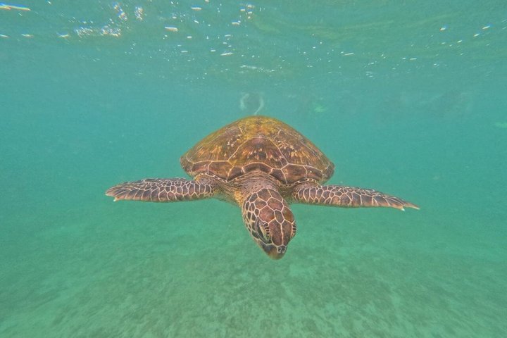 Private Snorkeling Adventure in Mirissa with GoPro and Transfers