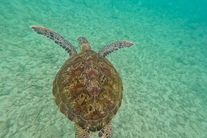 Private Snorkeling Adventure in Mirissa with GoPro and Transfers