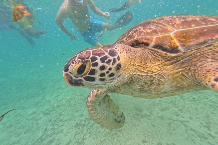Private Snorkeling Adventure in Mirissa with GoPro and Transfers
