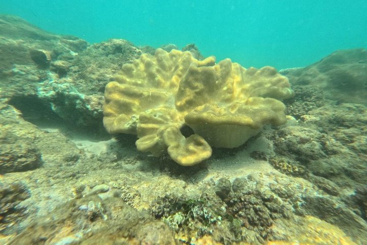 Private Snorkeling Adventure in Mirissa with GoPro and Transfers