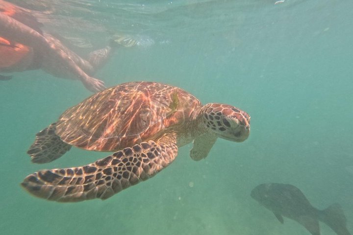 Private Snorkeling Adventure in Mirissa with GoPro and Transfers