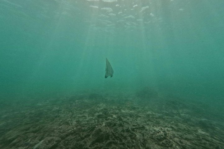 Private Snorkeling Adventure in Mirissa with GoPro and Transfers