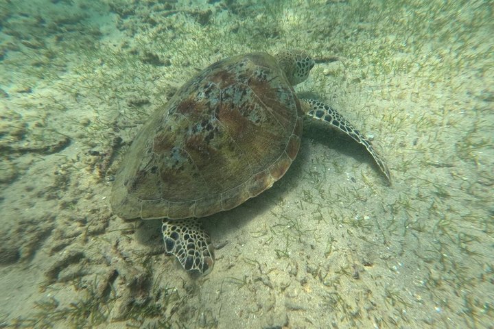 Private Snorkeling Adventure in Mirissa with GoPro and Transfers