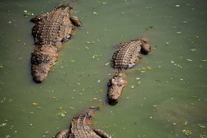 See It All – Safari Tour