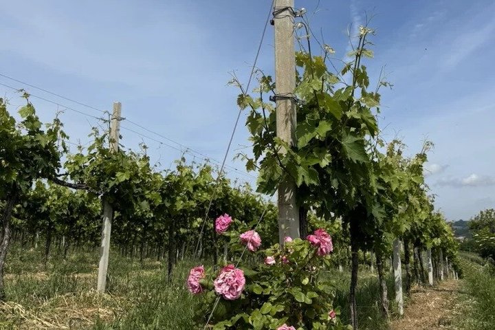 Winery Tour and Tasting in Abruzzo