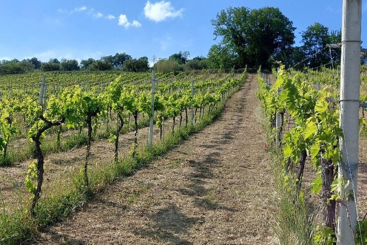 Winery Tour and Tasting in Abruzzo