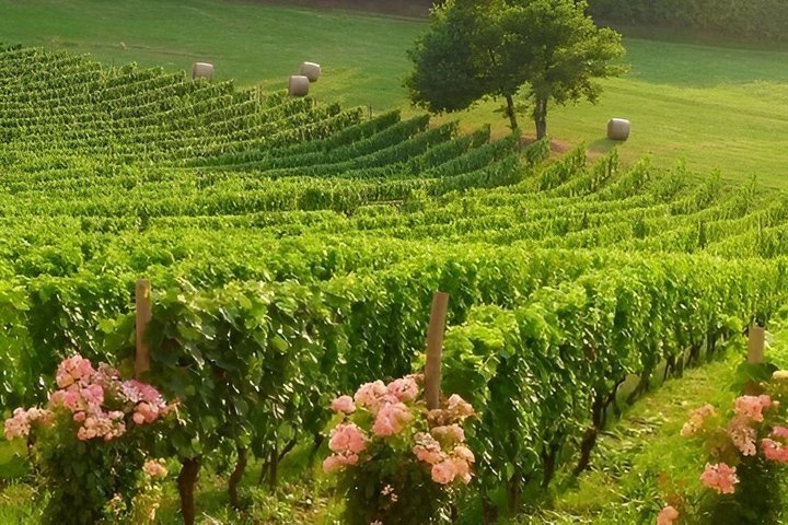 Winery Tour and Tasting in Abruzzo