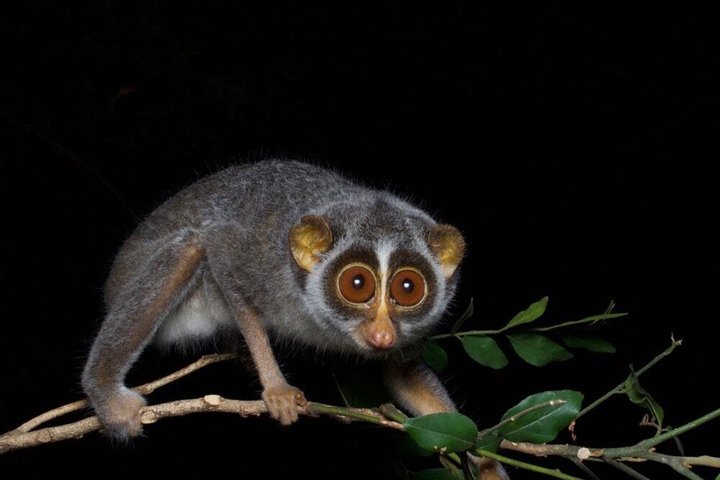 Sigiriya Loris Night Walk Experience with Local Guide