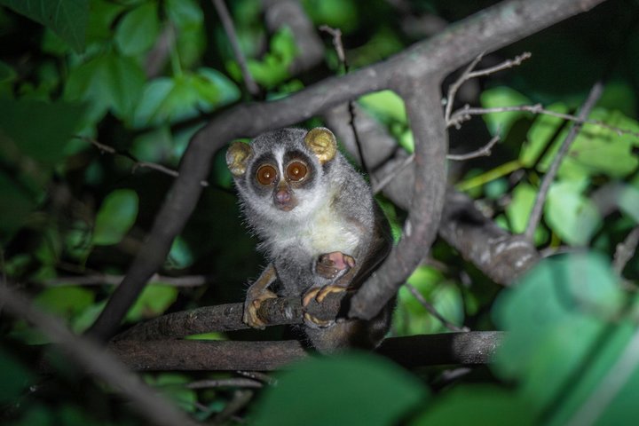 Sigiriya Loris Night Walk Experience with Local Guide