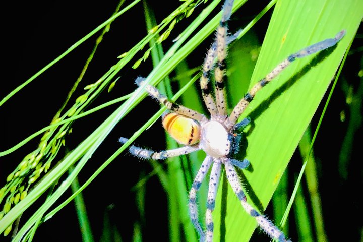 Sigiriya Loris Night Walk Experience with Local Guide