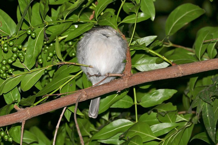 Sigiriya Loris Night Walk Experience with Local Guide