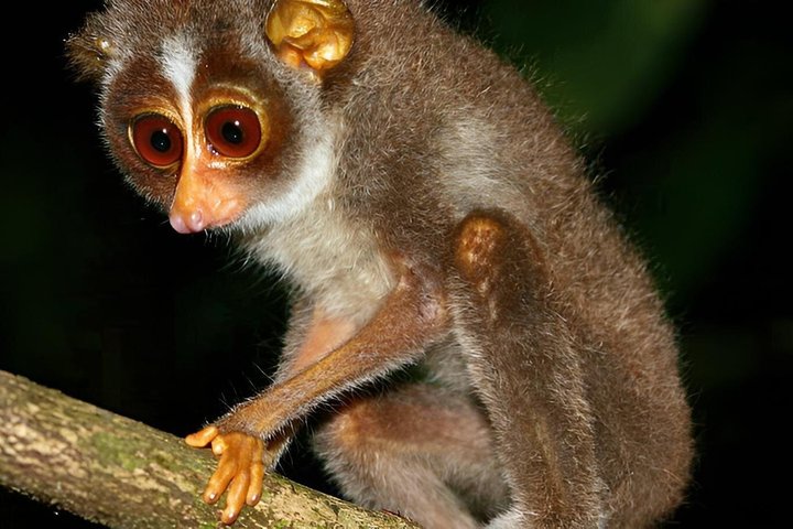 Sigiriya Loris Night Walk Experience with Local Guide