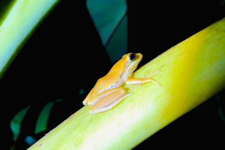 Sigiriya Loris Night Walk Experience with Local Guide