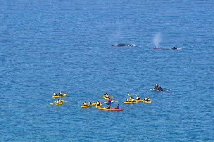 Rainbow Beach: Whale Watching Ocean Kayak Tour & Beach 4X4