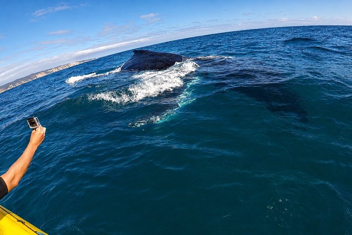 Rainbow Beach: Whale Watching Ocean Kayak Tour & Beach 4X4