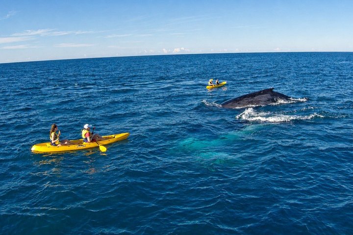 Rainbow Beach: Whale Watching Ocean Kayak Tour & Beach 4X4
