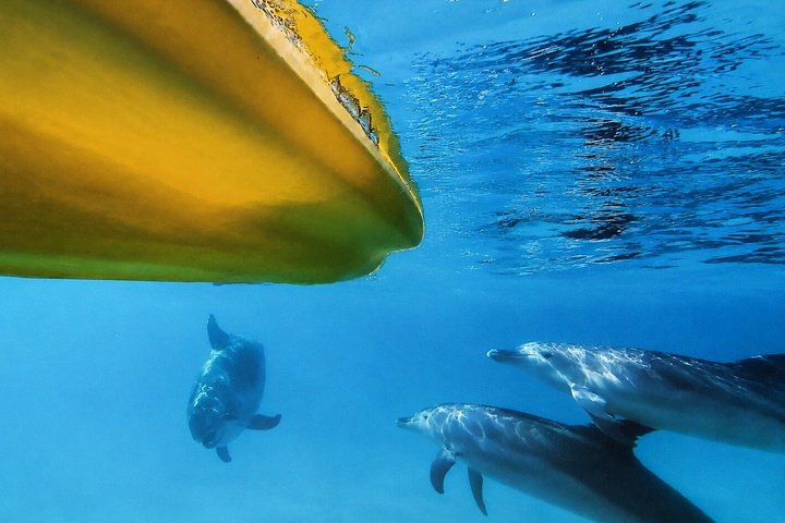 Rainbow Beach: Dolphin & Wildlife Ocean Kayak & Beach 4WD Tour